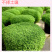 【精品】科西嘉薄荷种子清凉小叶易活地被香草种籽匍匐垂吊盆