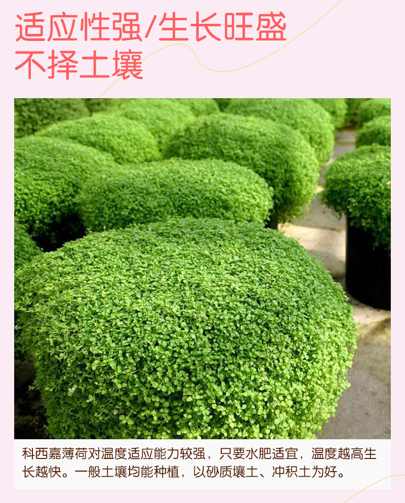 【精品】科西嘉薄荷种子清凉小叶易活地被香草种籽匍匐垂吊盆