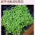 【精品】科西嘉薄荷种子清凉小叶易活地被香草种籽匍匐垂吊盆