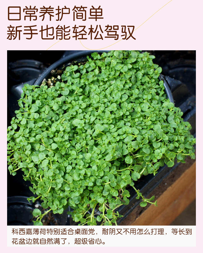 【精品】科西嘉薄荷种子清凉小叶易活地被香草种籽匍匐垂吊盆