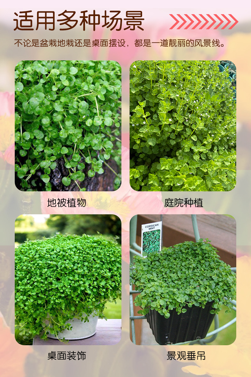 【精品】科西嘉薄荷种子清凉小叶易活地被香草种籽匍匐垂吊盆