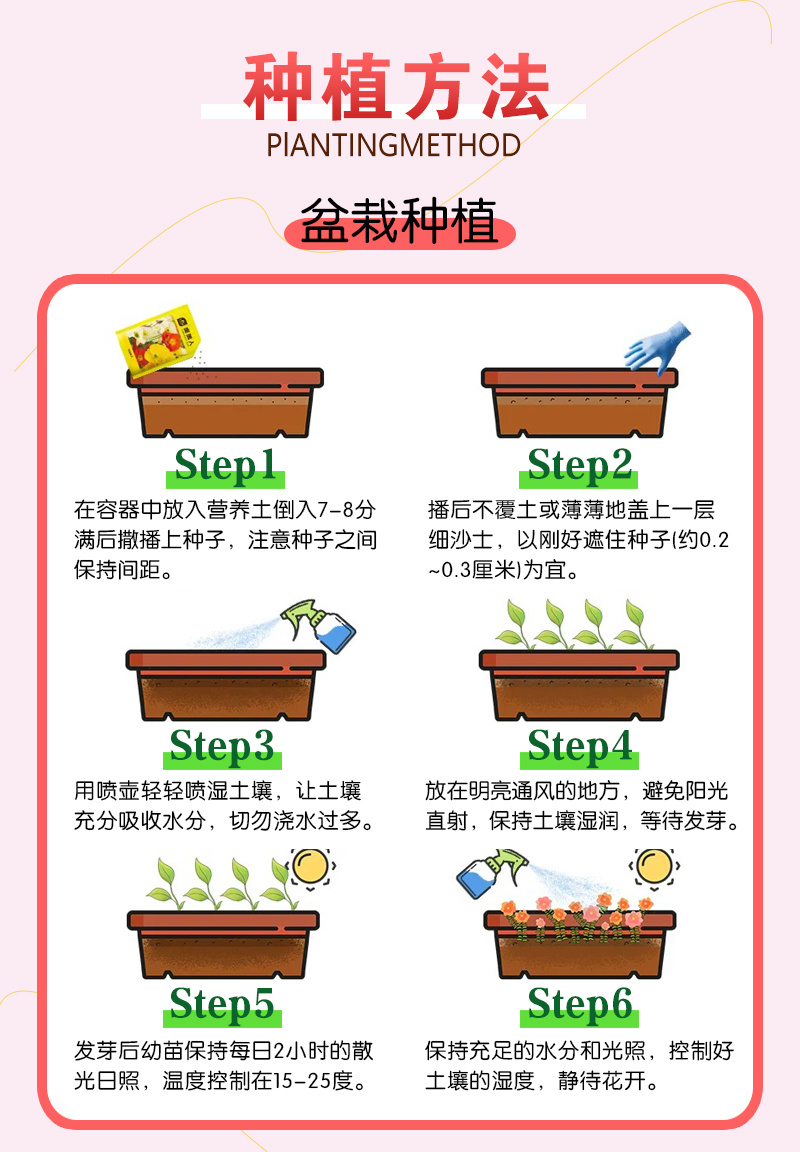 【精品】科西嘉薄荷种子清凉小叶易活地被香草种籽匍匐垂吊盆