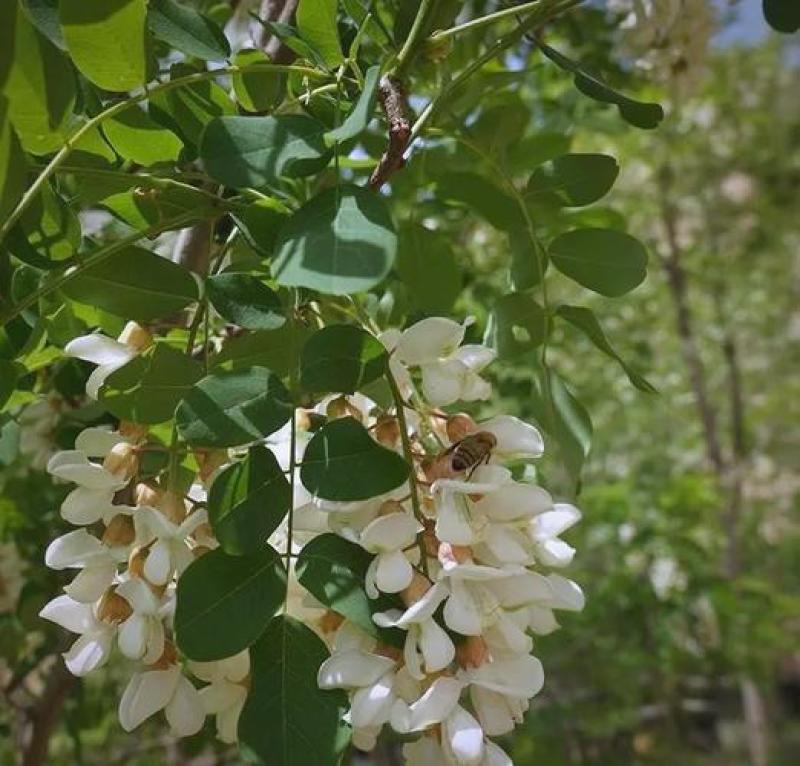 陕西槐花蜜洋槐蜜一手货源全国发货鲜蜜直发可视频