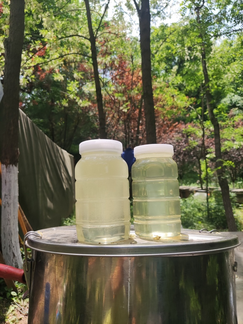 陕西槐花蜜洋槐蜜一手货源全国发货鲜蜜直发可视频