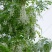 精品洋槐花一手货源量大价优可视频看货保质保量