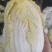 云南娃娃菜大娃娃菜蔬菜交通便利，品种、规格齐全欢迎电联