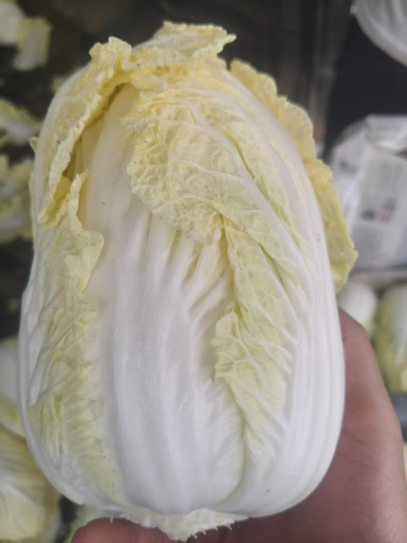 云南娃娃菜大娃娃菜蔬菜交通便利，品种、规格齐全欢迎电联