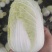 云南娃娃菜大娃娃菜蔬菜交通便利，品种、规格齐全欢迎电联