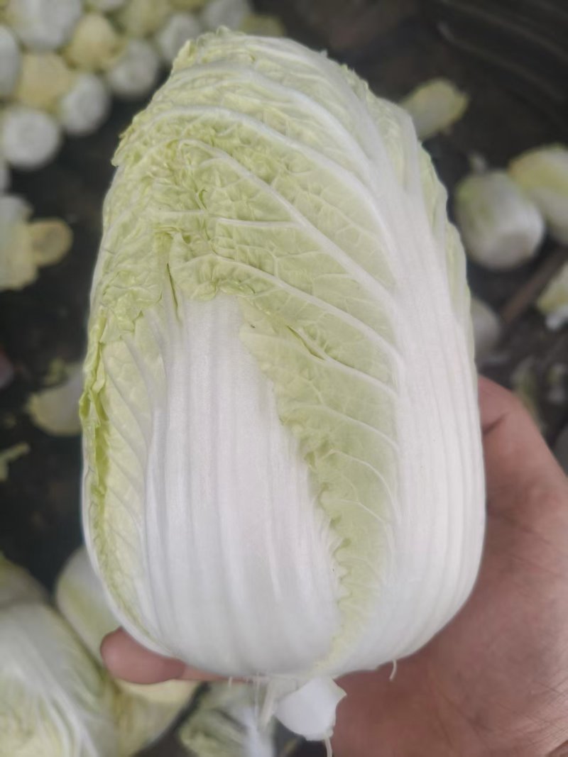 云南娃娃菜大娃娃菜蔬菜交通便利，品种、规格齐全欢迎电联