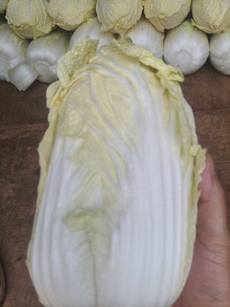 云南娃娃菜大娃娃菜蔬菜交通便利，品种、规格齐全欢迎电联