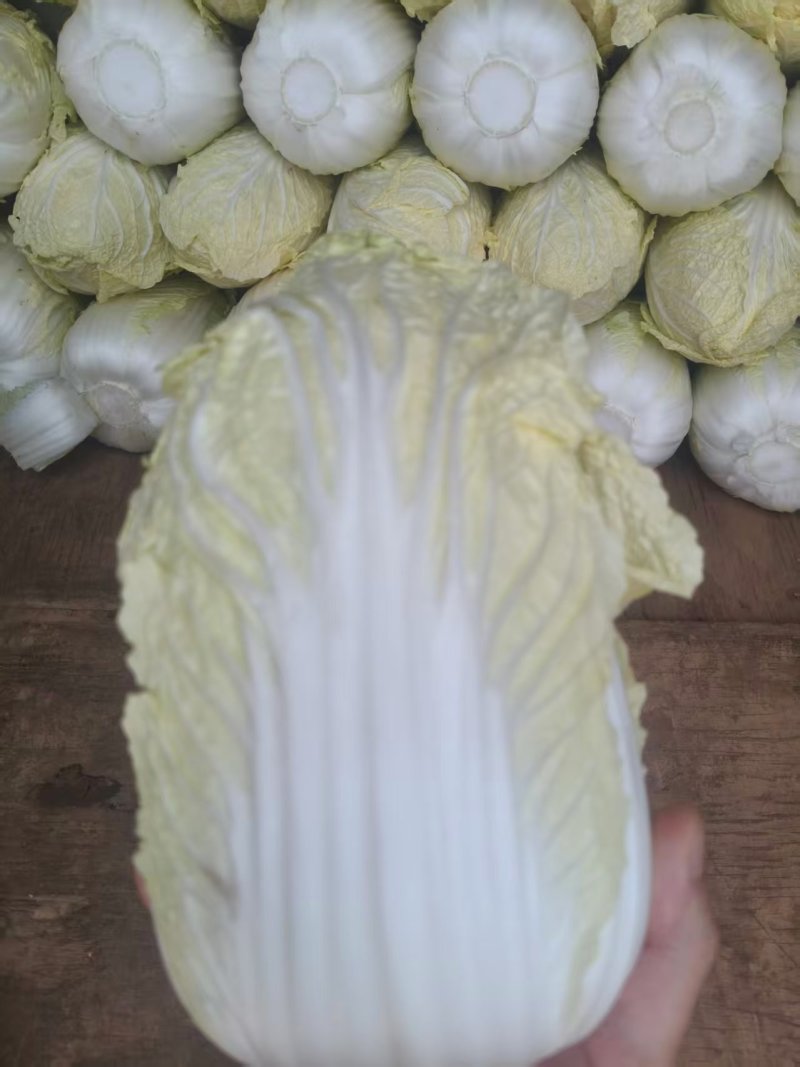 云南娃娃菜大娃娃菜蔬菜交通便利，品种、规格齐全欢迎电联