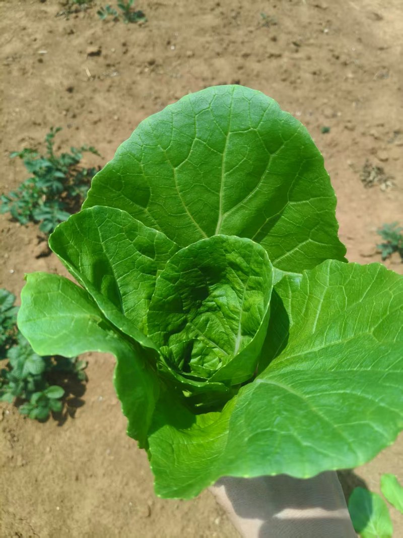 精选小白菜口感好价格实惠都是产地直发保质保量欢迎电联