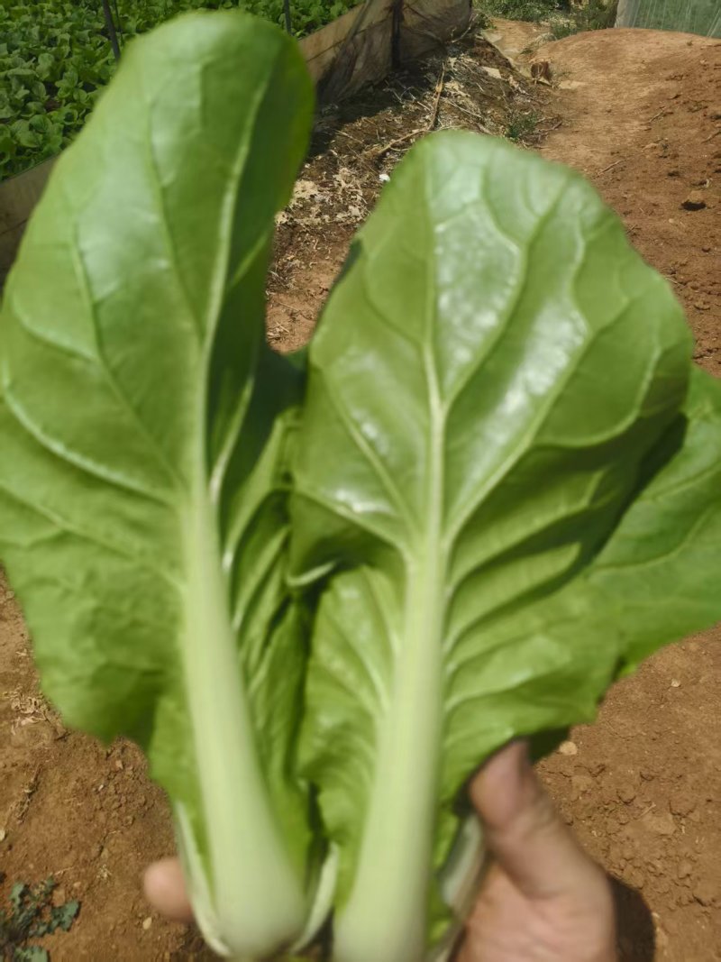 精选小白菜口感好价格实惠都是产地直发保质保量欢迎电联
