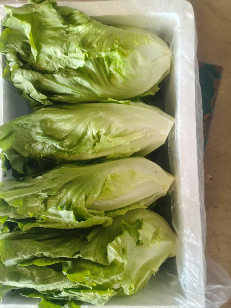 意大利生菜基地直发云南生菜保质保量价格实惠欢迎老板联系