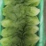 意大利生菜基地直发云南生菜保质保量价格实惠欢迎老板联系