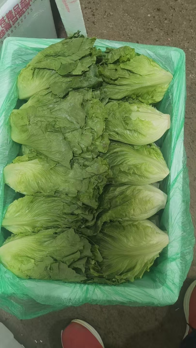 意大利生菜基地直发云南生菜保质保量价格实惠欢迎老板联系