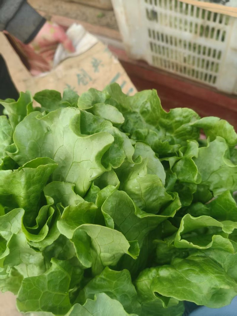 意大利生菜基地直发云南生菜保质保量价格实惠欢迎老板联系