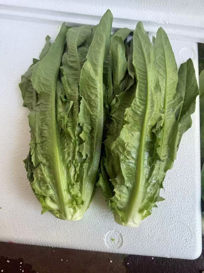 精选油麦菜小青菜现摘现发价格实惠欢迎老板联系保质保量