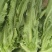 精选油麦菜小青菜现摘现发价格实惠欢迎老板联系保质保量