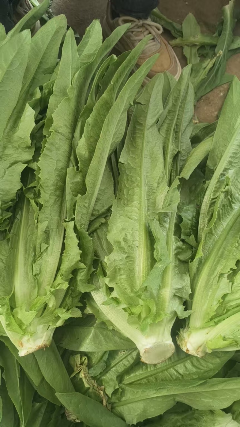 精选油麦菜小青菜现摘现发价格实惠欢迎老板联系保质保量