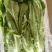精选油麦菜小青菜现摘现发价格实惠欢迎老板联系保质保量