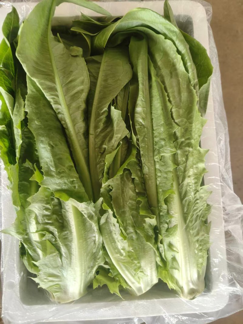 精选油麦菜小青菜现摘现发价格实惠欢迎老板联系保质保量