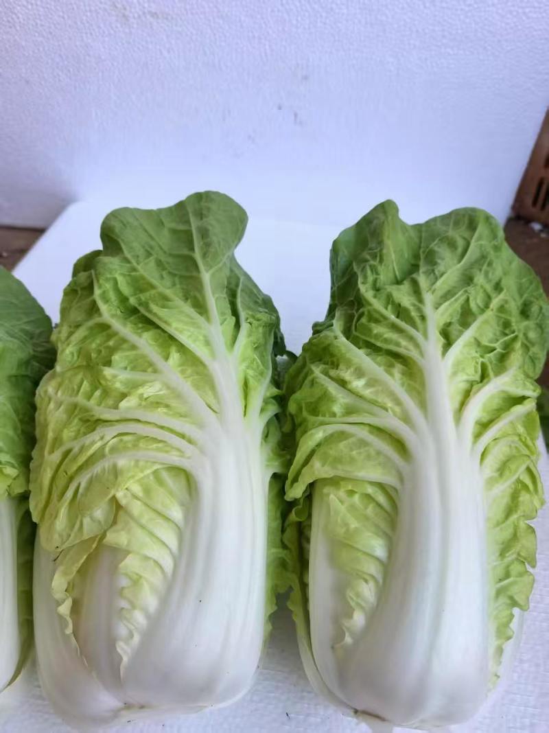 黄心白菜大白菜上市中保质保量价格实惠全国发货欢迎联系