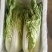 黄心白菜大白菜上市中保质保量价格实惠全国发货欢迎联系