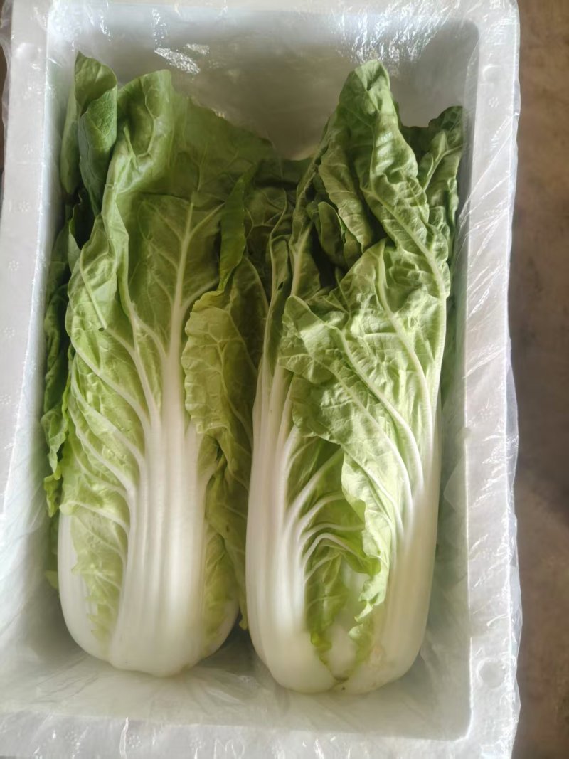 黄心白菜大白菜上市中保质保量价格实惠全国发货欢迎联系