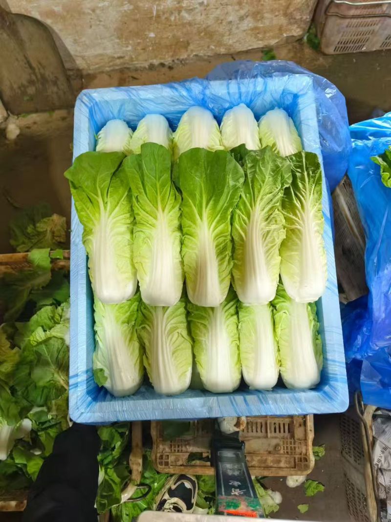 黄心白菜大白菜上市中保质保量价格实惠全国发货欢迎联系