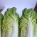 黄心白菜大白菜上市中保质保量价格实惠全国发货欢迎联系