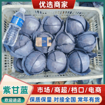 紫甘蓝基地直发量大从优支持视频看货选货