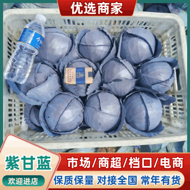 河北紫甘蓝【基地直发】量大从优支持视频看货选货