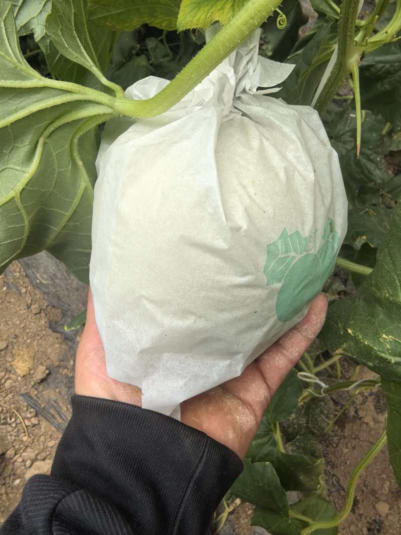 沧州玉菇甜瓜大量上市，质优价廉对接超市批发市场全国发货