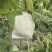 沧州玉菇甜瓜大量上市，质优价廉对接超市批发市场全国发货