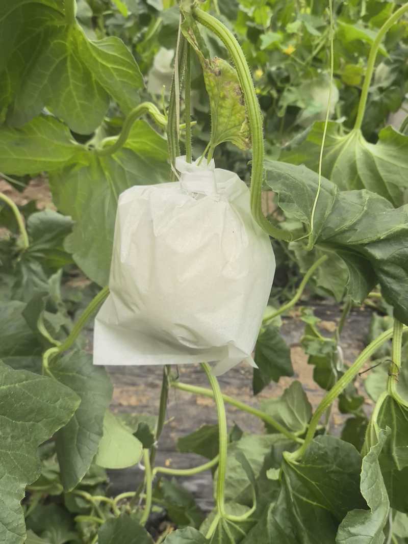 沧州玉菇甜瓜大量上市，质优价廉对接超市批发市场全国发货