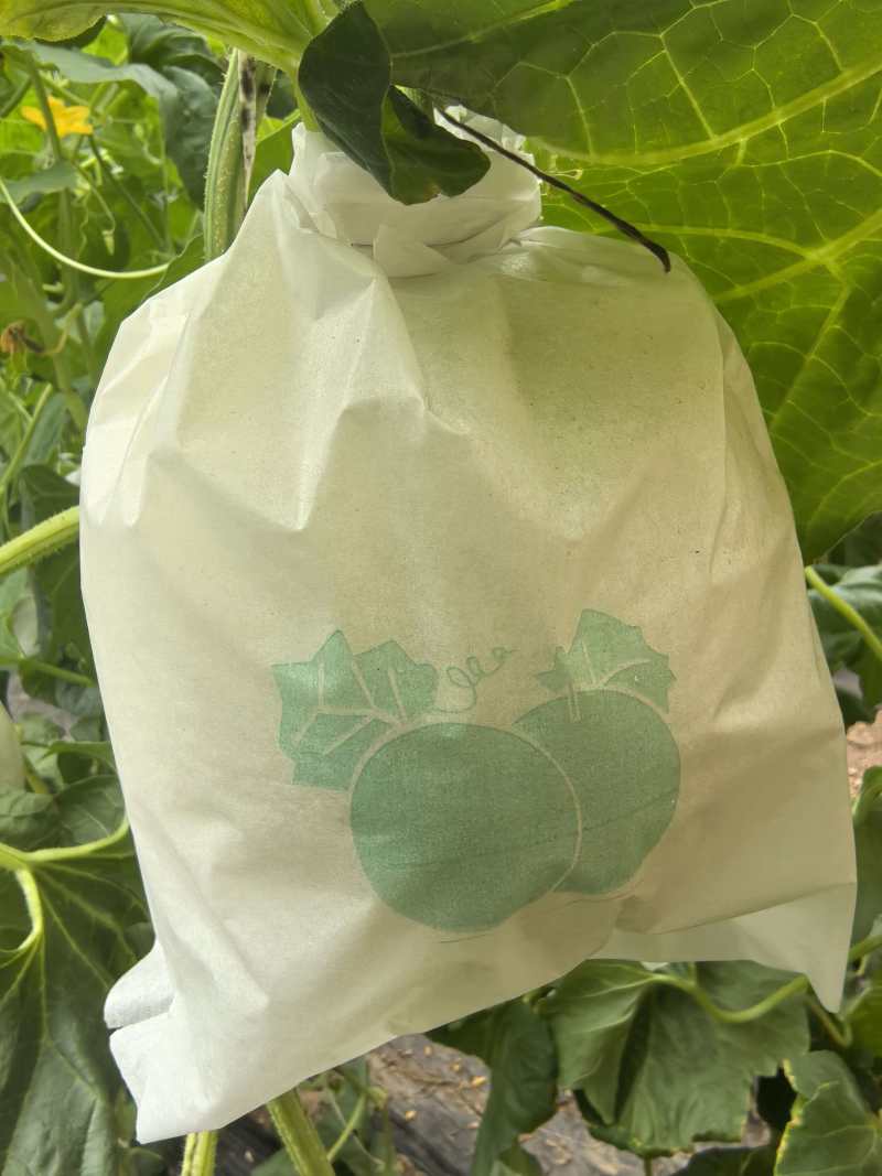 沧州玉菇甜瓜大量上市，质优价廉对接超市批发市场全国发货