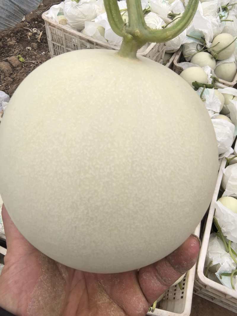 沧州玉菇甜瓜大量上市，质优价廉对接超市批发市场全国发货