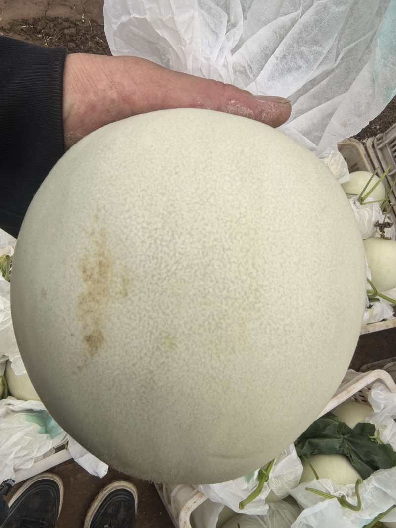 玉菇甜瓜冰淇淋甜瓜基地直供量大从优，发货装车一条龙服务