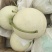 玉菇甜瓜冰淇淋甜瓜基地直供量大从优，发货装车一条龙服务