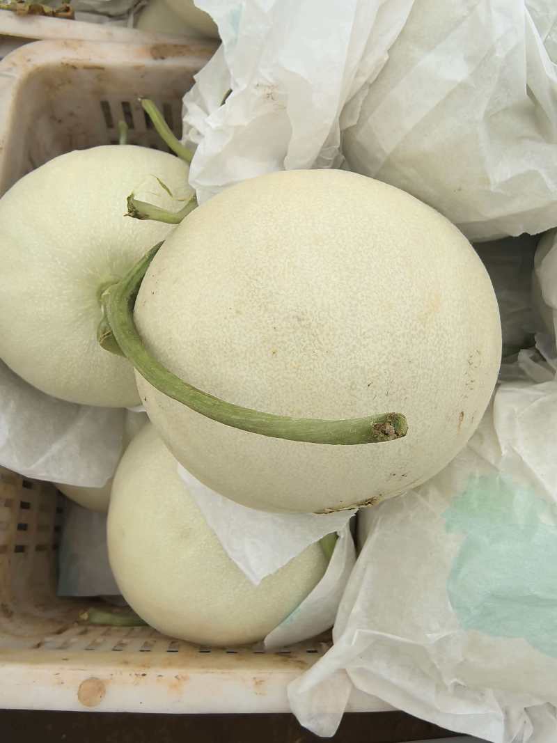 玉菇甜瓜冰淇淋甜瓜基地直供量大从优，发货装车一条龙服务