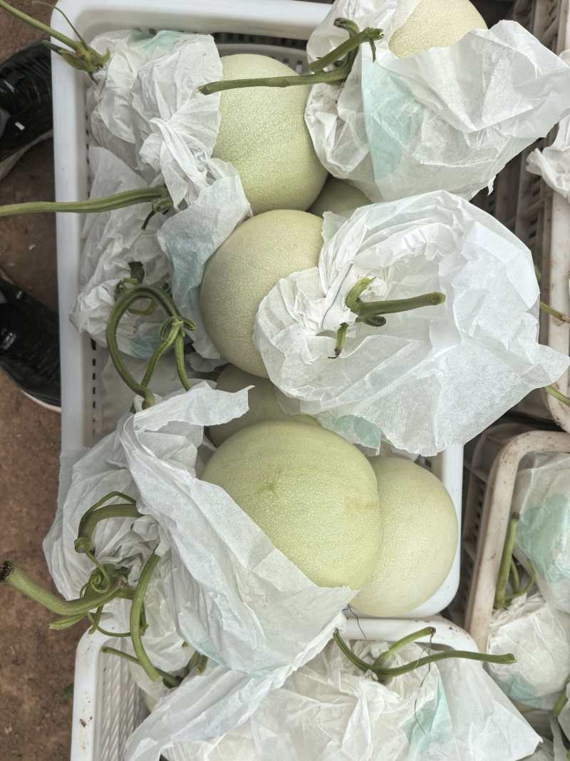 玉菇甜瓜冰淇淋甜瓜基地直供量大从优，发货装车一条龙服务