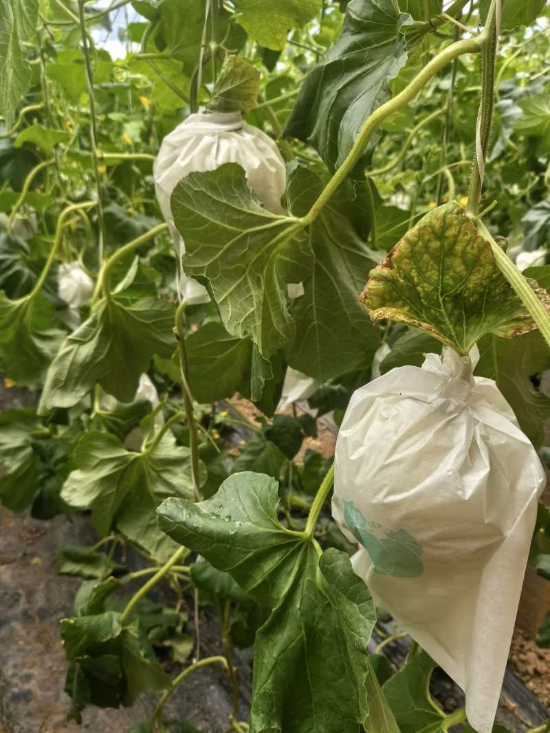 玉菇甜瓜冰淇淋甜瓜基地直供量大从优，发货装车一条龙服务