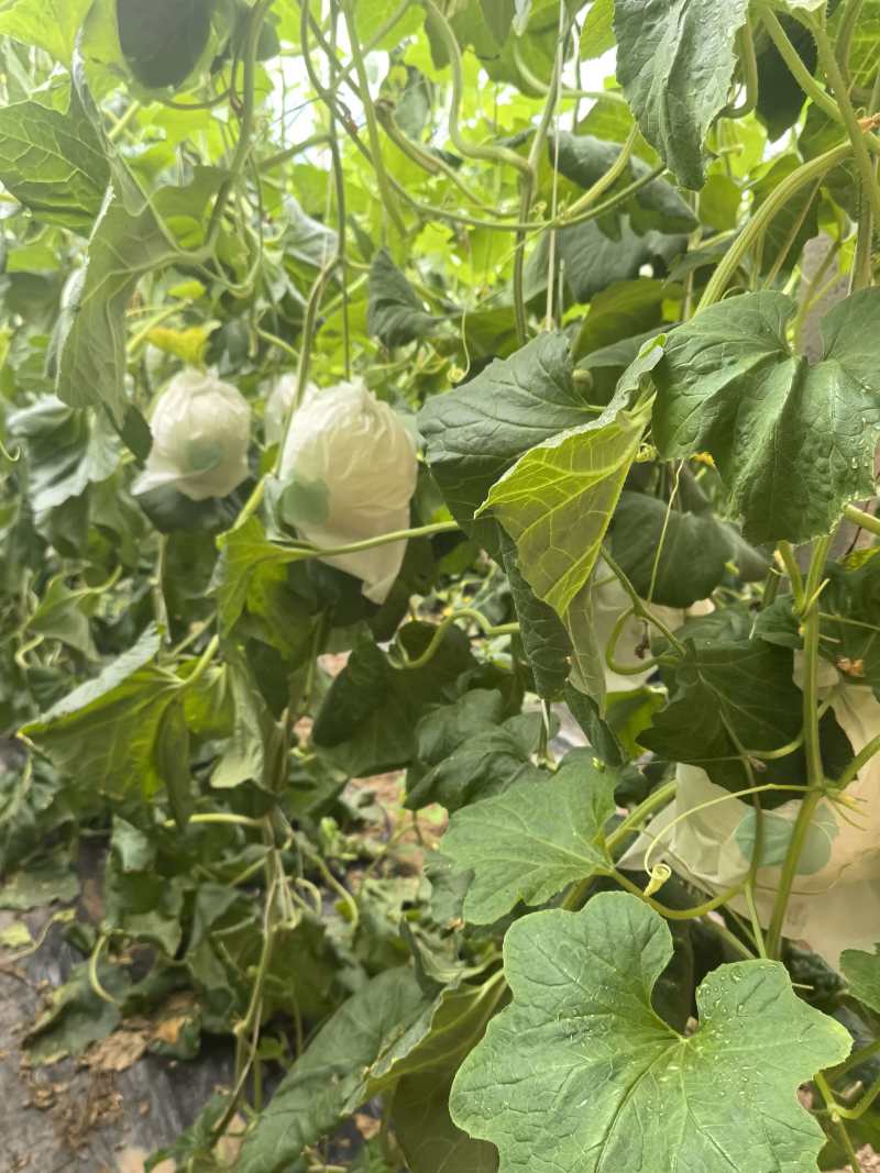 玉菇甜瓜冰淇淋甜瓜基地直供量大从优，发货装车一条龙服务