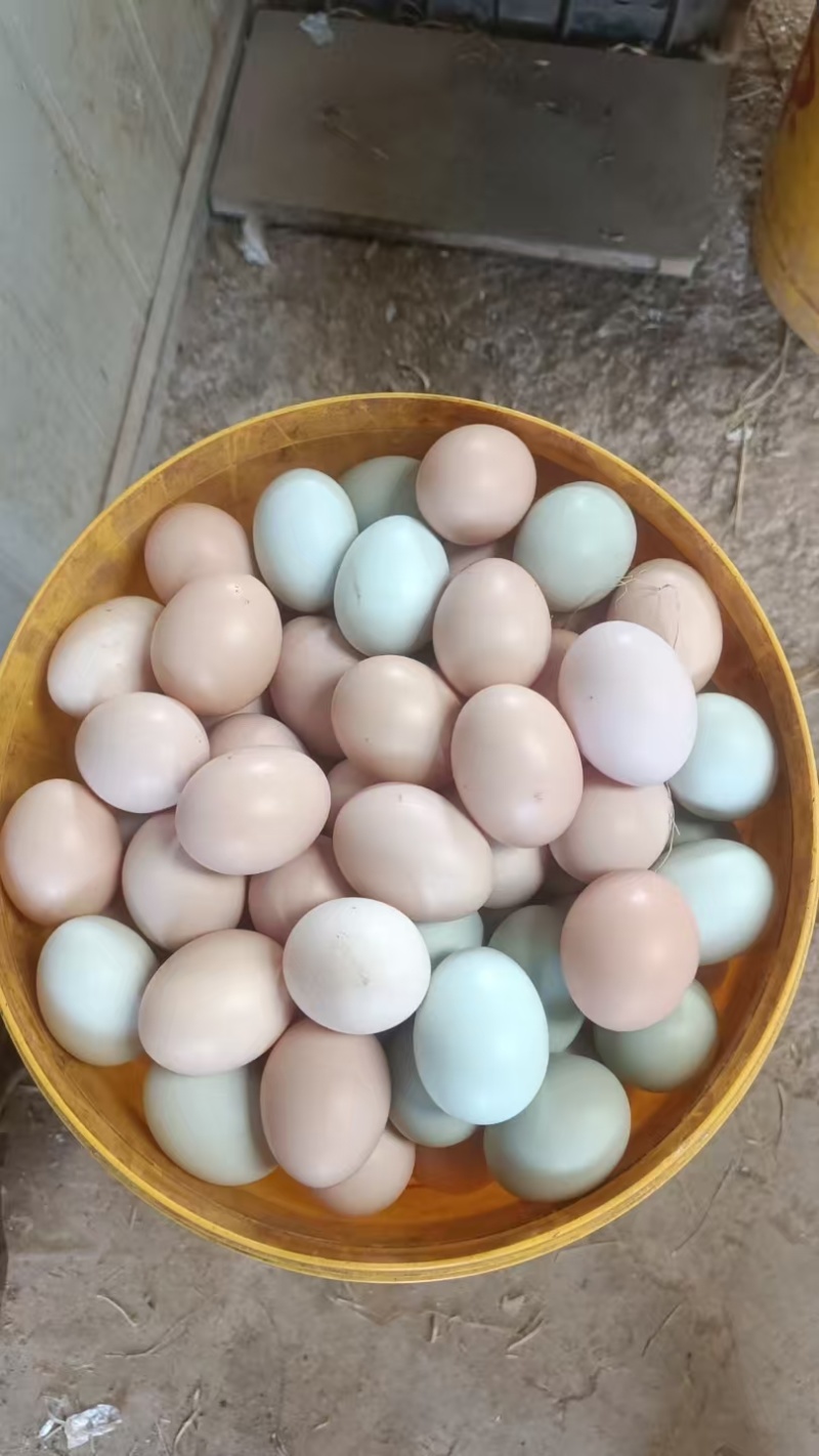 湖北散养土鸡蛋/货源充足/保质保量/诚信经营/量大从优
