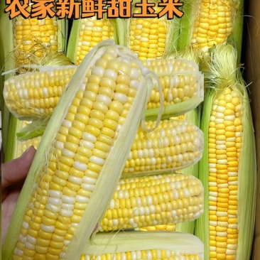 湖北玉米精品水果玉米基地直发一手货源全国发货