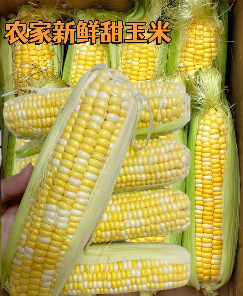 湖北玉米精品水果玉米基地直发一手货源全国发货