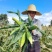湖北太阳花玉米鲜货直发对接电商市场商超可视频看货