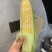 湖北太阳花玉米鲜货直发对接电商市场商超可视频看货