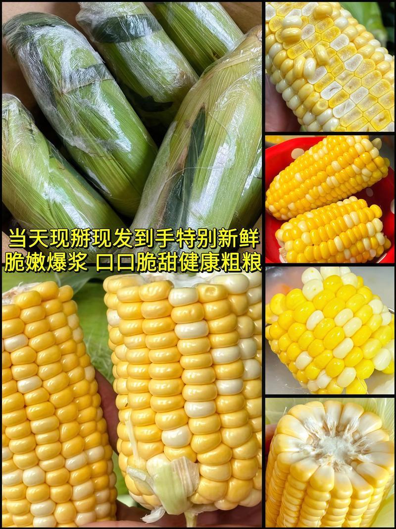 湖北太阳花玉米鲜货直发对接电商市场商超可视频看货